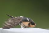 Barn Swallow (immature) <i>Hirundo Rustica</i>