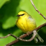 Blue Winged Warbler <i>Vermivora Pinus</i>