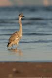 Great Blue Heron <i>Ardea Herodias</i>