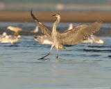 Great Blue Heron <i>Ardea Herodias</i>