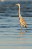 Great Blue Heron <i>Ardea Herodias</i>