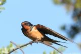 Barn Swallow <i>Hirundo Rustica</i>