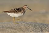 Least Sandpiper <i>Calidris Minutilla</i>