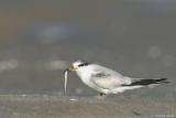 Least Tern (immature) Sterna Antillarum