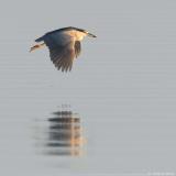 Black-Crowned Night-Heron <i>Nycticorax Nycticorax</i>