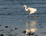 Snowy Egret Egretta Thula