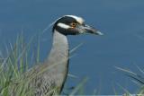 Yellow-Crowned Night-Heron <i>Nyctanassa Violacea</i>