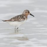 Spotted Sandpiper <i>Actitis Macularia</i>