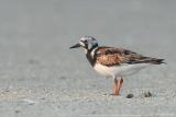 Ruddy Turnstone Arenaria Interpres