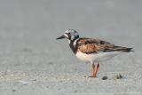 Ruddy Turnstone <i>Arenaria Interpres</i>