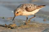 Sanderling <i>Calidris Alba</i>