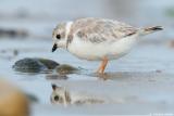 Piping Plover <i>Charadrius Melodus</i>