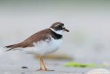 Semipalmated Plover Charadrius semipalmatus