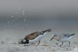 Ruddy Turnstone & Sanderling Arenaria Interpres & Calidris Alba
