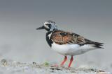 Ruddy Turnstone Arenaria Interpres