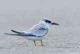 Least Tern (immature) Sterna Antillarum