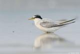 Least Tern Sterna Antillarum