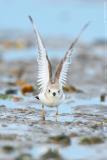 Piping Plover Charadrius Melodus