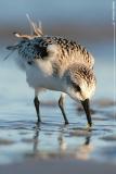 Sanderling <i>Calidris Alba</i>