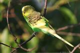 Budgerigar <i>Melopsittacus Undulatus</i>