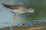 Lesser Yellowlegs <i>Tringa Flavipes</i>