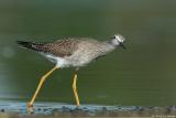 Lesser Yellowlegs <i>Tringa Flavipes</i>