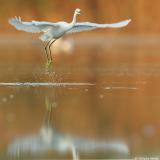 Snowy Egret <i>Egretta Thula</i>