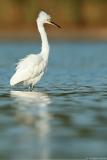 Snowy Egret <i>Egretta Thula</i>