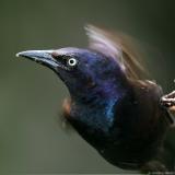 Common Grackle Quiscalus Quiscula
