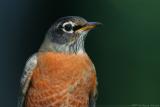 American Robin <i>Turdus Migratorius</i>