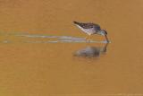 Lesser Yellowlegs <i>Tringa Flavipes</i>