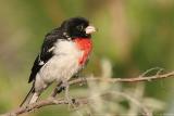 Rose Breasted Grosbeak <i>Pheucticus ludovicianus</i>