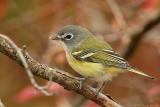 Blue-headed Vireo <i>Vireo solitarius</i>