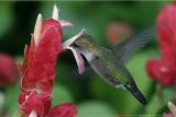 Vervain Hummingbird <i>Mellisuga minima</i>