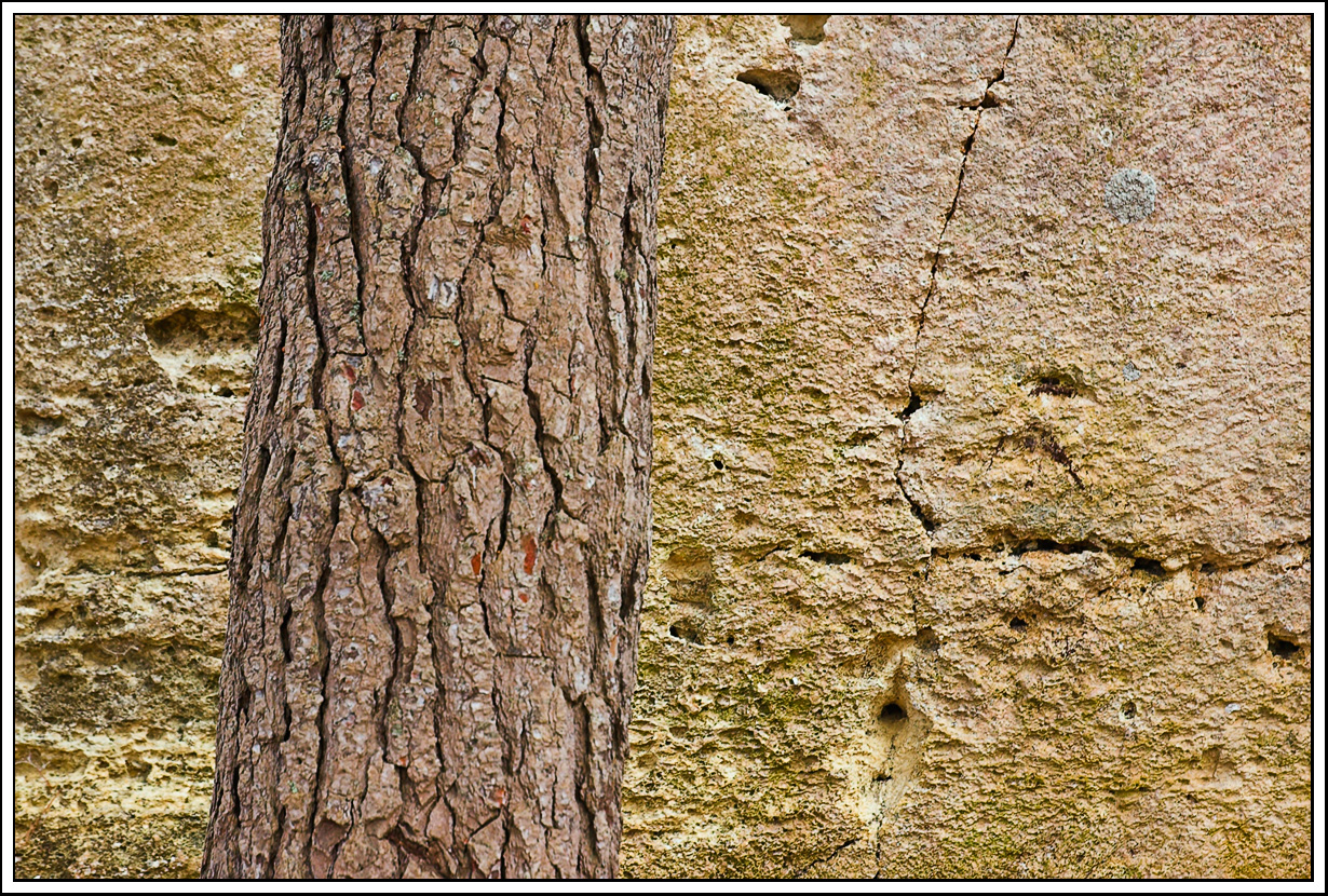 Tree in the Quarry