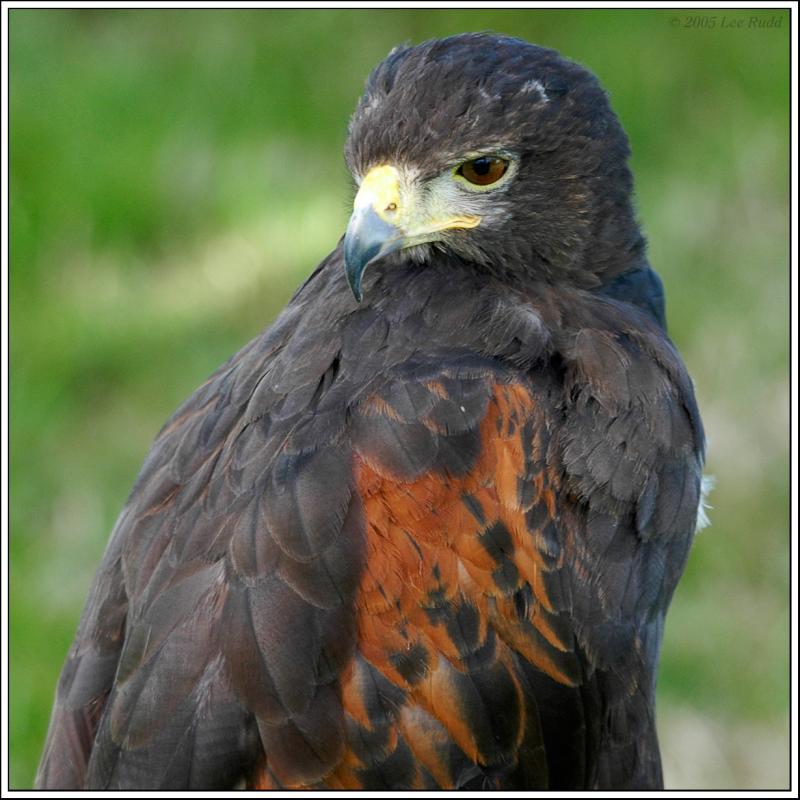 Falcon