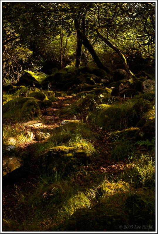 Woodland Path, Belstone