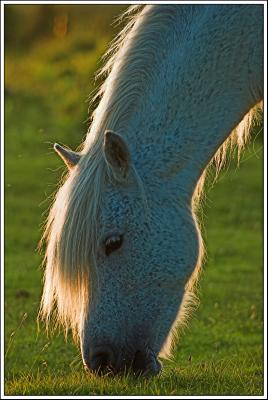 White Pony on Dartmoor