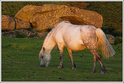 Pony and Shilstone Tor