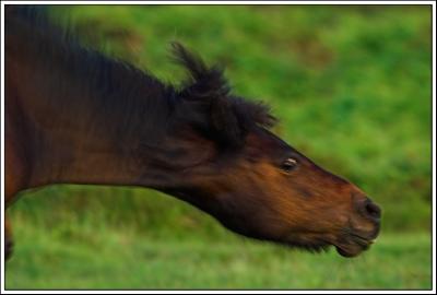 Pony shake