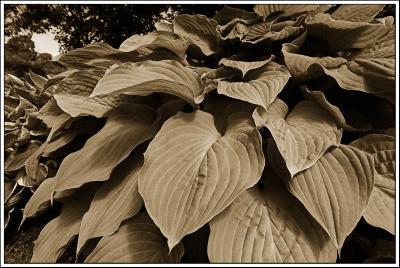 Hosta collection
