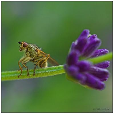 Bug eyed in lavender