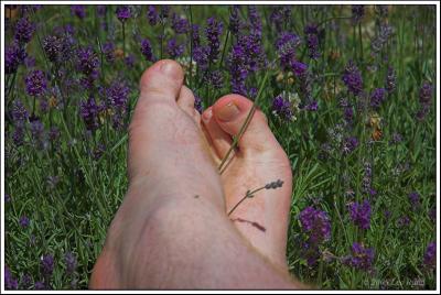 Lavender Feet