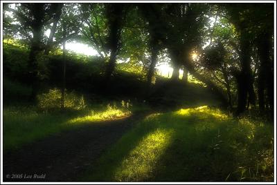 Meldon woods in the evening