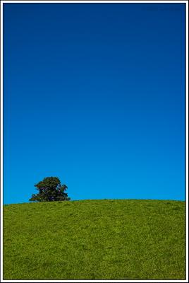 Tree over the hill