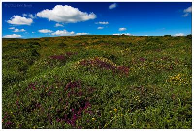 Moorland Colours in August
