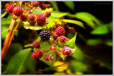Roadside Produce