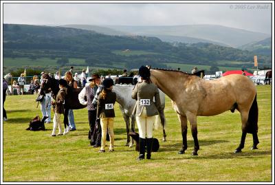 Horse Judging