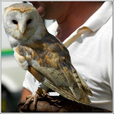 Barn Owl