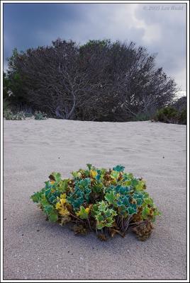 Dunes, Son Parc